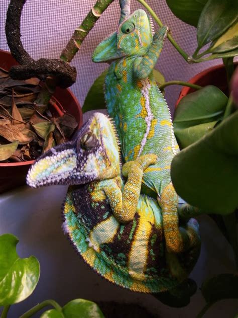 chameleon porn